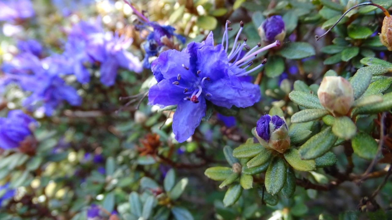 R. impeditum 'Russell's Blue'